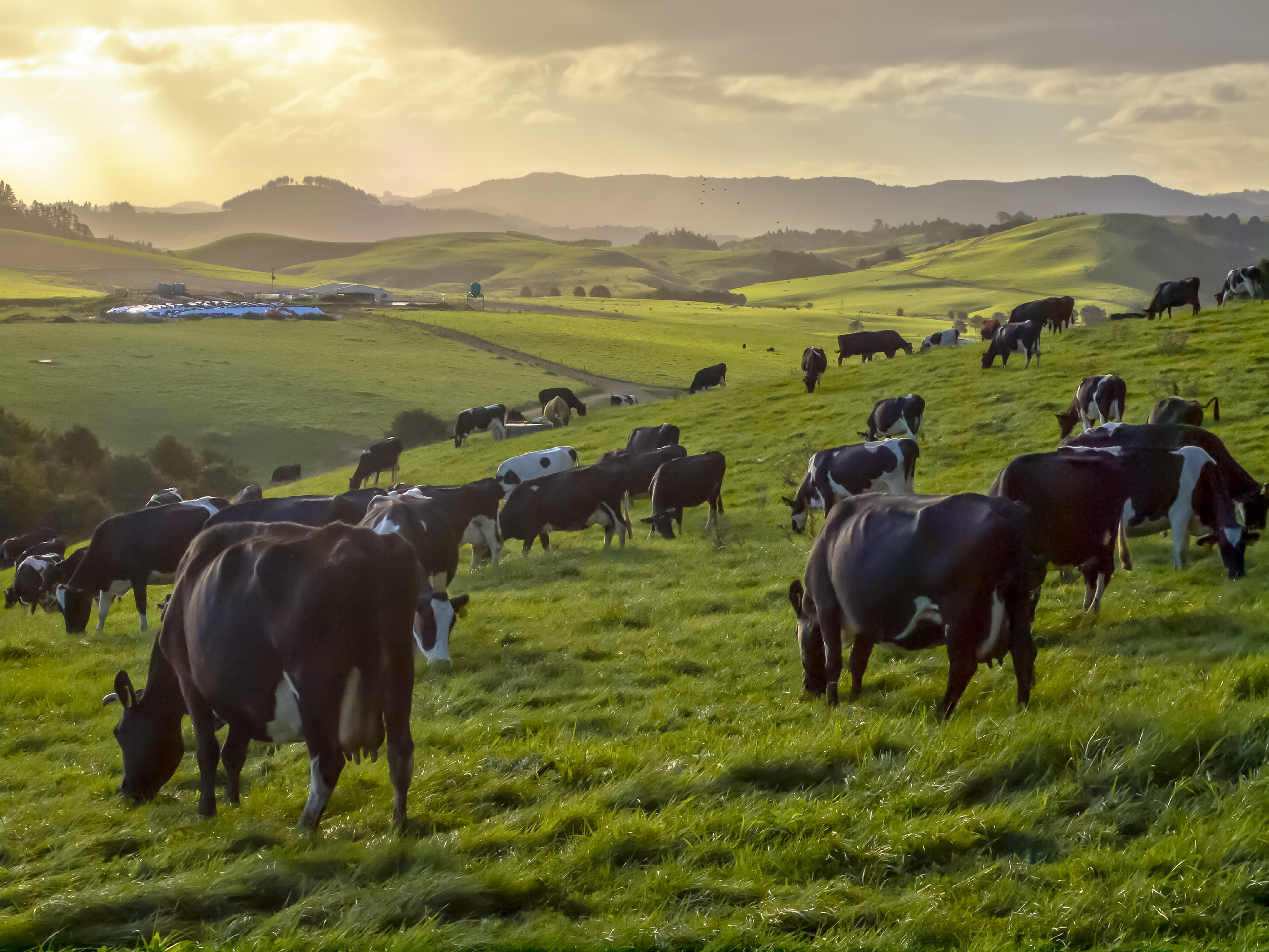 FARM WORKER BLINDED BY CLEANING CHEMICAL